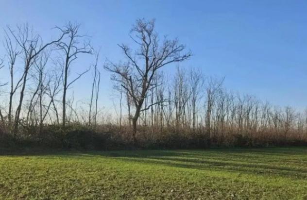 Immobile in asta di 54095 m² in vendita a Dairago - Foto 7
