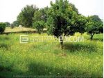Lotto edificabile di 3600 mq  in vendita a Luzzi - Rif. 4554112
