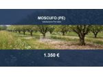 Immobile in asta di 2980 m² in vendita a Moscufo