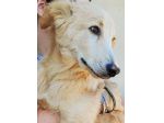 CUCCIOLO IN ADOZIONE: CECCO