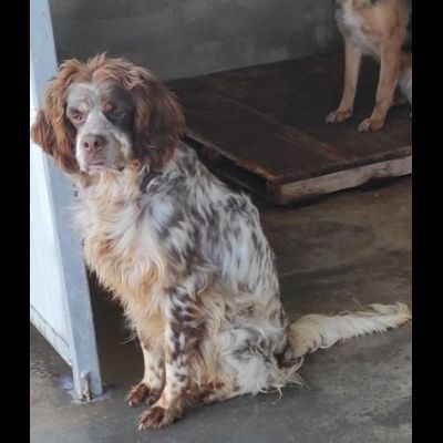 FRODO dolce e rassegnato, cagnolino in adozione, taglia medio piccola. - Foto 5