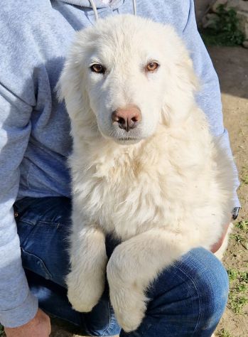 GLI OCCHI DI WHITE PARLANO...IN CANILE! - Foto 4