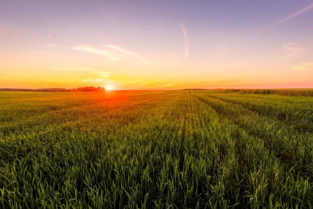 TERRENO AGRICOLO di 11000 mq (SANT'ANGELO DI PIOVE DI SACCO) rif. 101.