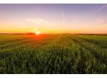 TERRENO AGRICOLO di 11000 mq (SANT'ANGELO DI PIOVE DI SACCO) rif. 101.