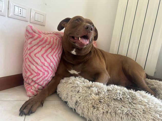 BLITZ, 7 ANNI, UN BAMBINO IN ARRIVO E COME SEMPRE IL CANE IN CANILE! - Foto 3