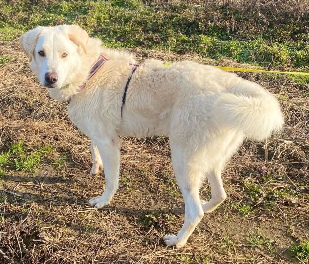 FOSTER CARATTERE ECCEZIONALE CANE IN ADOZIONE - Foto 3