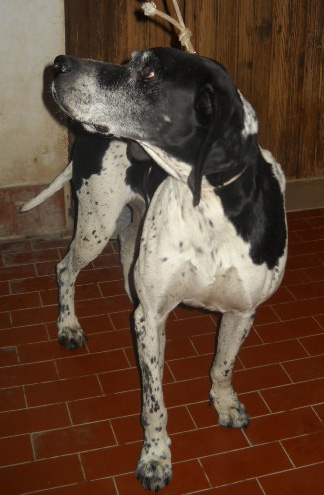 PERRY, adorabile creatura URGENTE! - Foto 4
