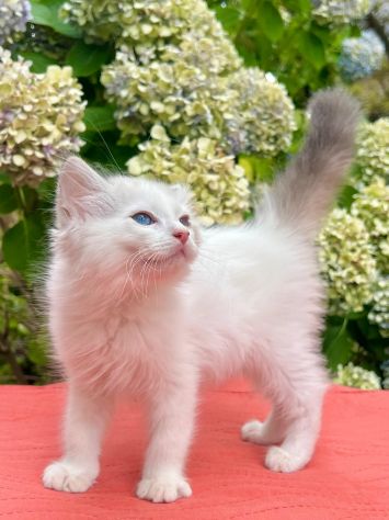 cucciolo di ragdoll - Foto 5