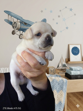 Cuccioli di chihuahua - Foto 4