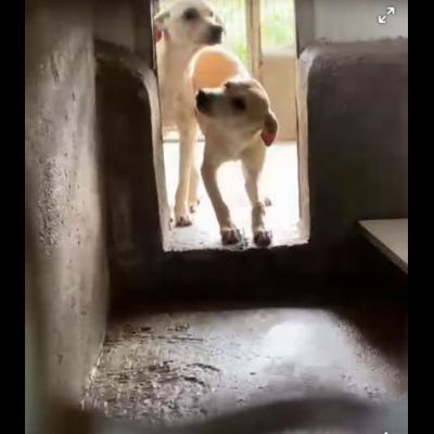 JANNICH E CARLOS CUCCIOLI IN ADOZIONE - Foto 4