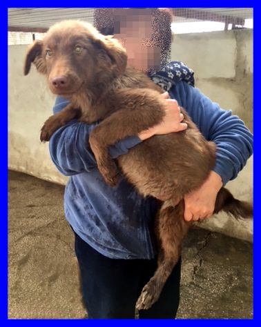 NAPEA,DOLCE CUCCIOLA ABBANDONATA CERCA CASA - Foto 3