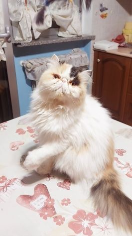 Femmina di Persiano - Foto 2