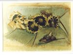 Girasoli