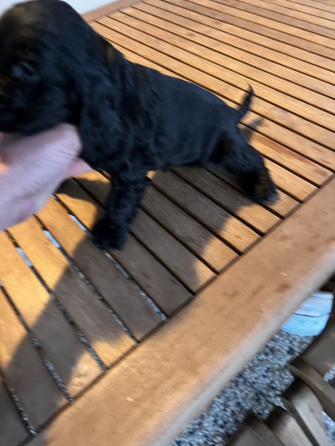 Cocker Spaniel - Foto 2