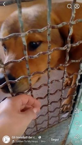 SIGFRIDO DOLCISSIMO CANE IN ADOZIONE