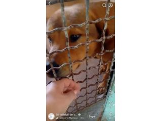 SIGFRIDO DOLCISSIMO CANE IN ADOZIONE