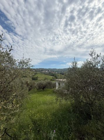 Laureana Cilento – terreno agricolo con 400 piante di ulivo