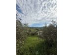 Laureana Cilento – terreno agricolo con 400 piante di ulivo