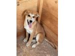 BERRY, BAMBI, BRUNO, BOWIE E BOLT, 5 MESI (20/11/25): CERCANO CASA!