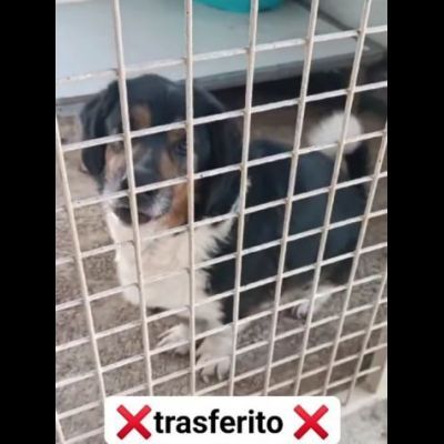 Dado bassotto in adozione - Foto 6