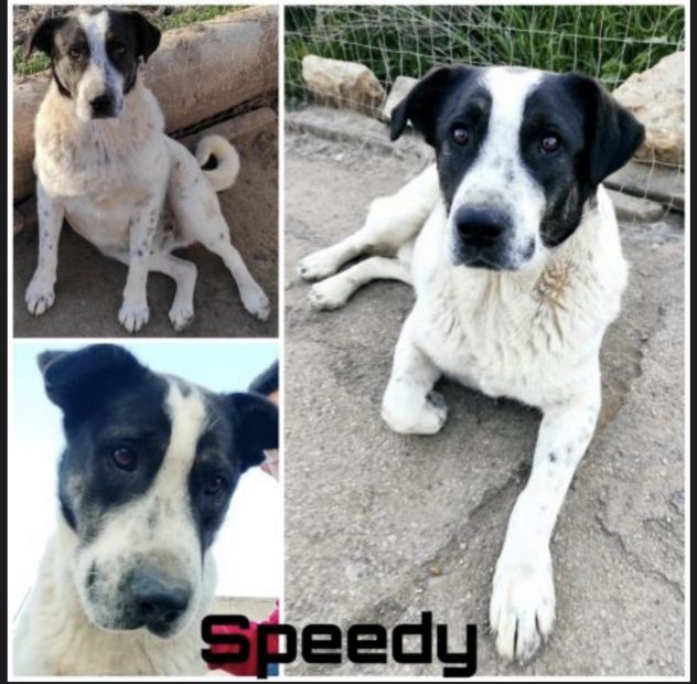 Speedy un cucciolone da sogno non ha ancora trovato casa