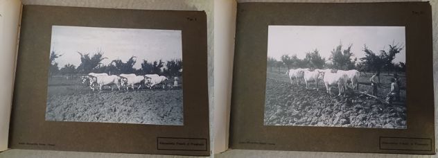 La RAZZA BOVINA di VAL di CHIANA, Dottori M. PICCININI e G. GUGNONI. 1909. - Foto 4