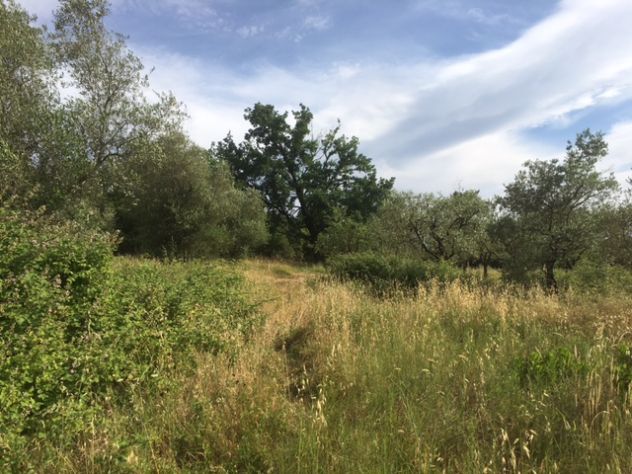 Terreno agricolo a Montecalvoli ( PI ) - Foto 3