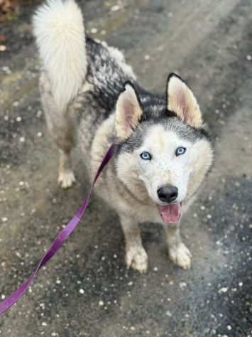 CINDY, splendida HUSKY cerca famiglia! - Foto 5