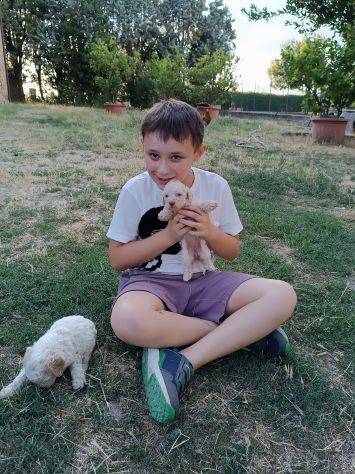 Lagotto romagnolo - Foto 2
