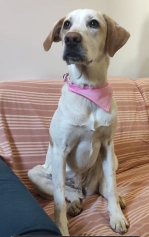 Mix Segugia/Setter 5anni mollata 2anni fa.ROMA - Foto 2