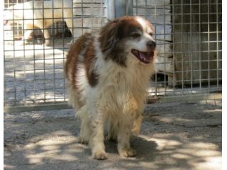 BURT, adozione del cuore