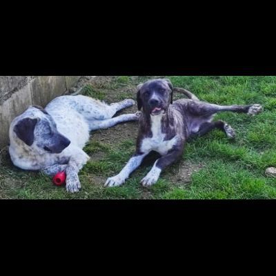 ZENO SOCIEVOLE E COCCOLONE CANE IN ADOZIONE - Foto 2