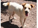 PRINCE, un principino di 10 kg