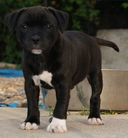 Staffordshire bull Terrier