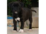 Staffordshire bull Terrier