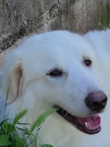 CANE DA ADOTTARE - Foto 3