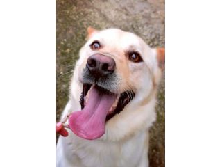 TAKESHI BELLO AFFETTUOSO CANE IN ADOZIONE