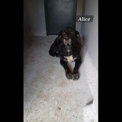 DUE NONNINE DOLCISSIME CERCANO CASA, CAGNOLINE IN ADOZIONE - Foto 3