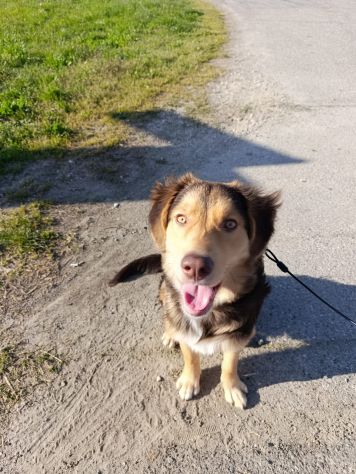 BRUNO, 9 MESI,TAGLIA MEDIA, RIFIUTATO DALLA SUA FAMIGLIA - Foto 4