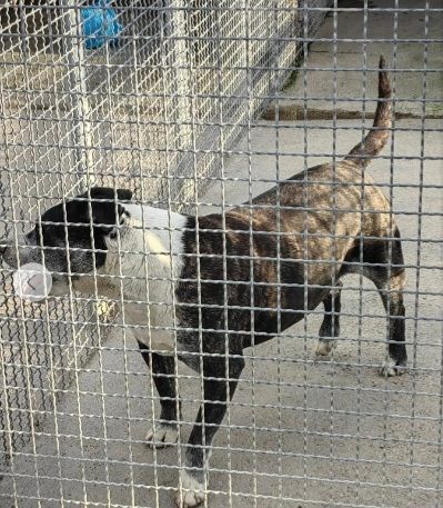 Simil Amstaff 10anni non facciamolo morire in canile! SUD - Foto 3