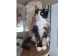 Gattini maine coon
