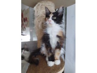 Gattini maine coon