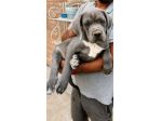Cuccioli di Cane Corso