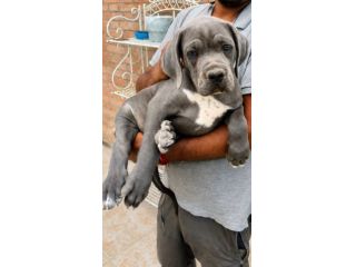 Cuccioli di Cane Corso