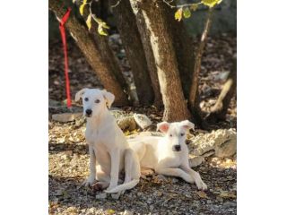 Lisa e Lara ADOZIONE DI COPPIA CUCCIOLE IN ADOZIONE