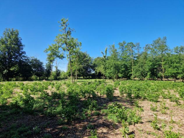 Terreno di 6500 m² in vendita a Olgiate Olona - Foto 6