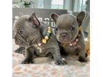Bouledogue & bulldog francese - french bulldog manto blu