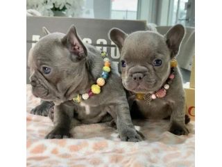 Bouledogue & bulldog francese - french bulldog manto blu