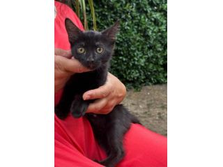 Moka gattina