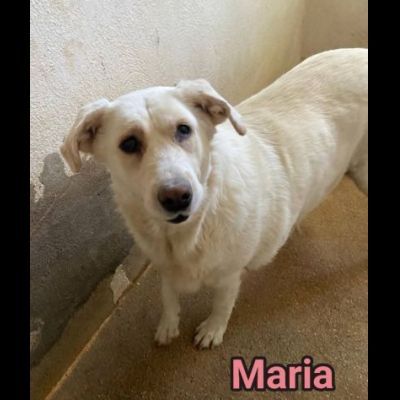 UNA FAMIGLIA DI CUORI BIANCHI DA SALVARE, CANE IN ADOZIONE - Foto 3